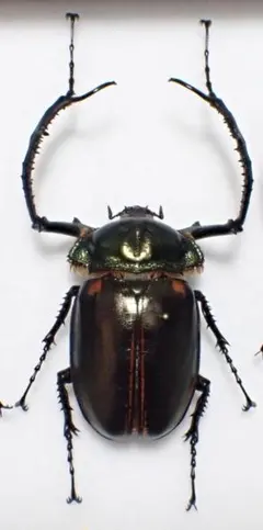 美品　貝殻標本　カタツムリ 3.7cm (Amphidromus dungae) 貝殻 ミドリパプア ミドリパプア 陸貝 - 美品 貝標本(科学、自然