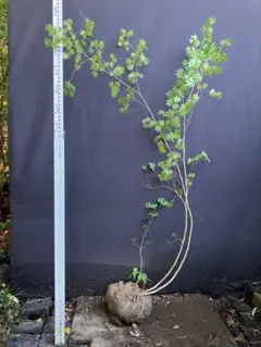 山採りコハウチワ クH210cm W140 鉢の直径20cm - メルカリ