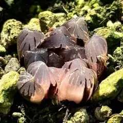 ル*ー様 OB-1オブツーサ錦　超美株　ハオルチア　観葉植物　4