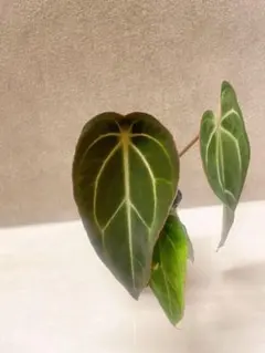 熱帯植物　アンスリウム　SKG シルバー　超ラメ脈 熱帯植物 アンスリウム SKG シルバー 超ラメ脈 - メルカリ