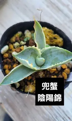 兜蟹 陰陽錦 アガベのサムネイル