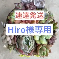 2026年最新】クラッスラ パステルの人気アイテム - メルカリ