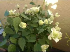 新芽のびてます◇大苗◇希少品種◇妖精のようなお花◇クレマチス