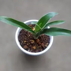 2026年最新】万年青 植物の人気アイテム - メルカリ