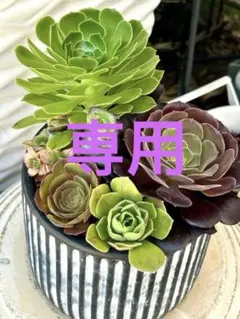 maasaa 様専用　　♡寄せ植え♡ 抜き苗のサムネイル