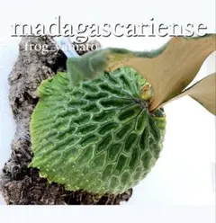 大きめ Madagascariense マダガスカリエンセ sporeビカクシダのサムネイル