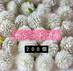 センニチコウ 千日紅 白 200個