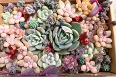 多肉植物　エケベリア　セダム　小苗　寄せ植えセット　匿名配送