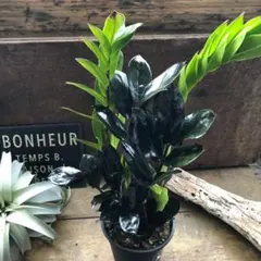 a*i様 ザミオクルカスレイヴン　1メートル以上　10号サイズ　超大型　超希少 a*i様 ザミオクルカスレイヴン 1メートル以上 10号サイズ 超大型