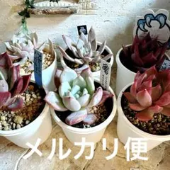 多肉植物 6鉢セット(色々な生産者様)