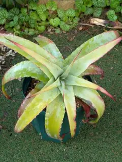 2025年最新】Hechtiaの人気アイテム - メルカリ