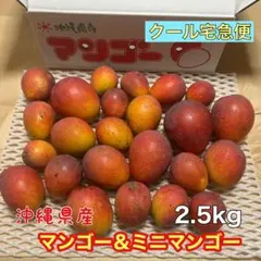 沖縄産 マンゴー＆ミニマンゴー 2.5kgのサムネイル