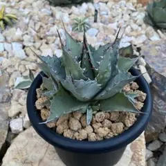 2025年最新】パラサナ トライアンファントの人気アイテム - メルカリ