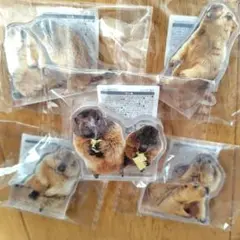 ヒマラヤマーモット まもち アクリルスタンド アクリルマスコット