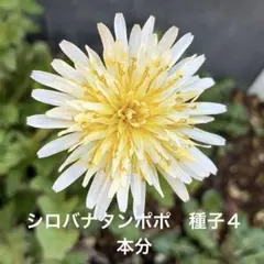 2026年最新】たんぽぽ 苗の人気アイテム - メルカリ