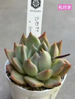 2026年最新】多肉植物 リンゼアナの人気アイテム - メルカリ