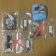 Mario様　ネイチャーテクニカラー世界自然遺産 知床 アクリルマスコット