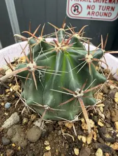 2025年最新】フェロカクタス 巨鷲玉の人気アイテム - メルカリ