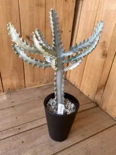 抜き苗 まとめ売り ホワイトゴースト 11本 抜き苗 まとめ売り ホワイトゴースト 11本