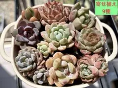 18.つぶつぶ屋さん カット苗 9種セット 多肉植物 - メルカリ