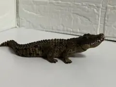 シュライヒ ワイルドライフ ワニ 14736 SCHLEICHのサムネイル