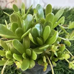麗紅 せとか 苗木 果樹 鉢植え 2種セット高さ約100cm5年目実物8/16