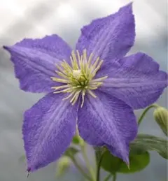 2025年最新】クレマチス 苗 3年苗の人気アイテム - メルカリ