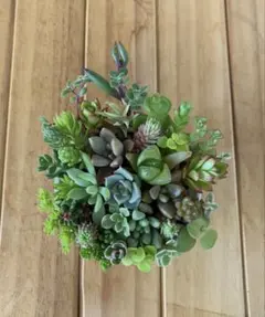 多肉植物 セダム ダズルベリー 3カット - メルカリ