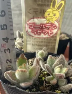 ton ton様 リクエスト 2点 まとめ商品