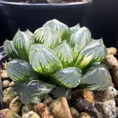 多肉植物 ハオルチア オブツーサ錦 水中月錦 - メルカリ