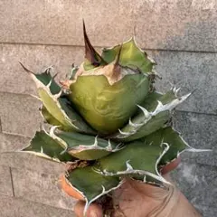 2025年最新】オテロイ オアハカの人気アイテム - メルカリ