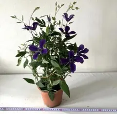 ④クレマチス　苗　花鉢　鉢花　アフロディーテエレガフミナのサムネイル