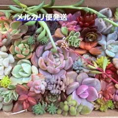 あ*星様 多肉植物　カット苗　詰め合わせ　寄せ植え　多肉弁当　②