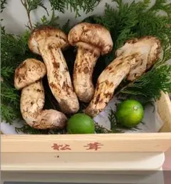 北海道　松茸　350g　② 数量限定】北海道の雪解け！天然国産松茸（140g）：北海道産の