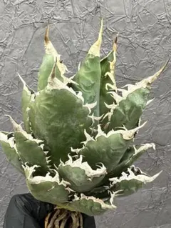 2026年最新】海王様の人気アイテム - メルカリ