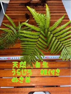 【100枚前後目安】50-60cm 巨大ウラジロ　正月飾り　しめなわ　鏡餅 100枚前後目安】50-60cm 巨大ウラジロ 正月飾り しめなわ 鏡餅 2025年