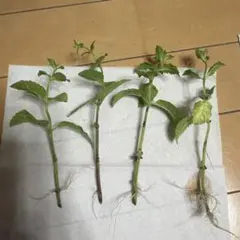 薄荷苗 発根済み 4本セットのサムネイル