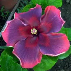 kittukou様 リクエスト 3点 まとめ商品