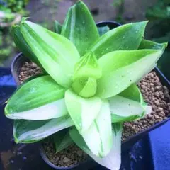 斑入り バニラ 苗 観葉植物 花木園芸 フイリ ばにら 沖縄庭園 香木緑