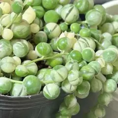 斑入りグリーンネックレス 10㎝3カット