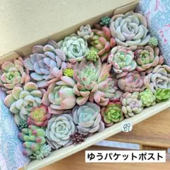 89 多肉植物　多肉弁当　詰め合わせ　寄せ植え　セット　カット苗　韓国苗　セダム