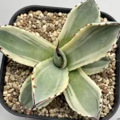 2025年最新】オリザバの人気アイテム - メルカリ