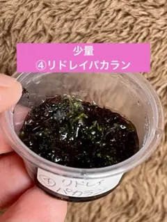 少量❗️④リドレイパカラン　胞子培養株　ビカクシダ