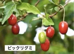 ミラクルフルーツ 酸味を甘味にかえる 熱帯果樹 つぼみ多数 大苗