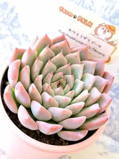 2025年最新】チワワエンシスイエコラの人気アイテム - メルカリ