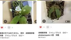 2026年最新】 ファレノプシス 原種の人気アイテム - メルカリ