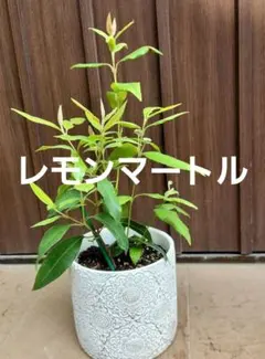 クレマチス 利休白茶 6寸 - メルカリ
