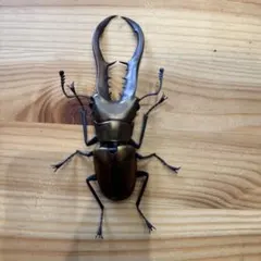 いきもの大図鑑くわがた04 メタリフェルホソアカクワガタのサムネイル