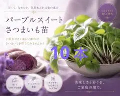 2026年最新】パープルスイートロードの人気アイテム - メルカリ