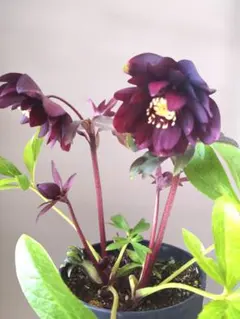 2026年最新】広瀬園芸 クリスマスローズの人気アイテム - メルカリ